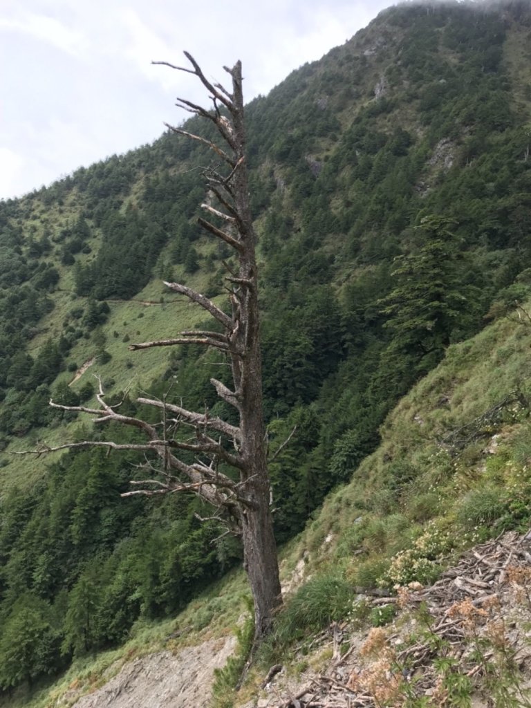 奇萊南華光被八表單攻_692082