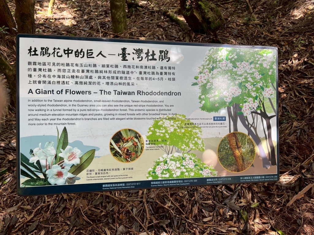 新竹 五峰 觀霧國家森林遊樂區 大鹿林道西線 榛山步道_2811402