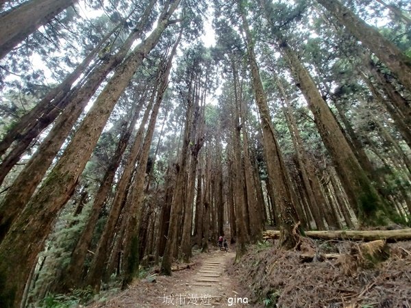 【嘉義阿里山鄉】遠離塵世走入山林芬多精。 特富野古道~自忠至特富野 (往返)封面圖