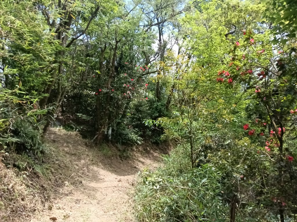 平溪區淡蘭山徑-平湖西步道+內平林山+東步道O型_2769971