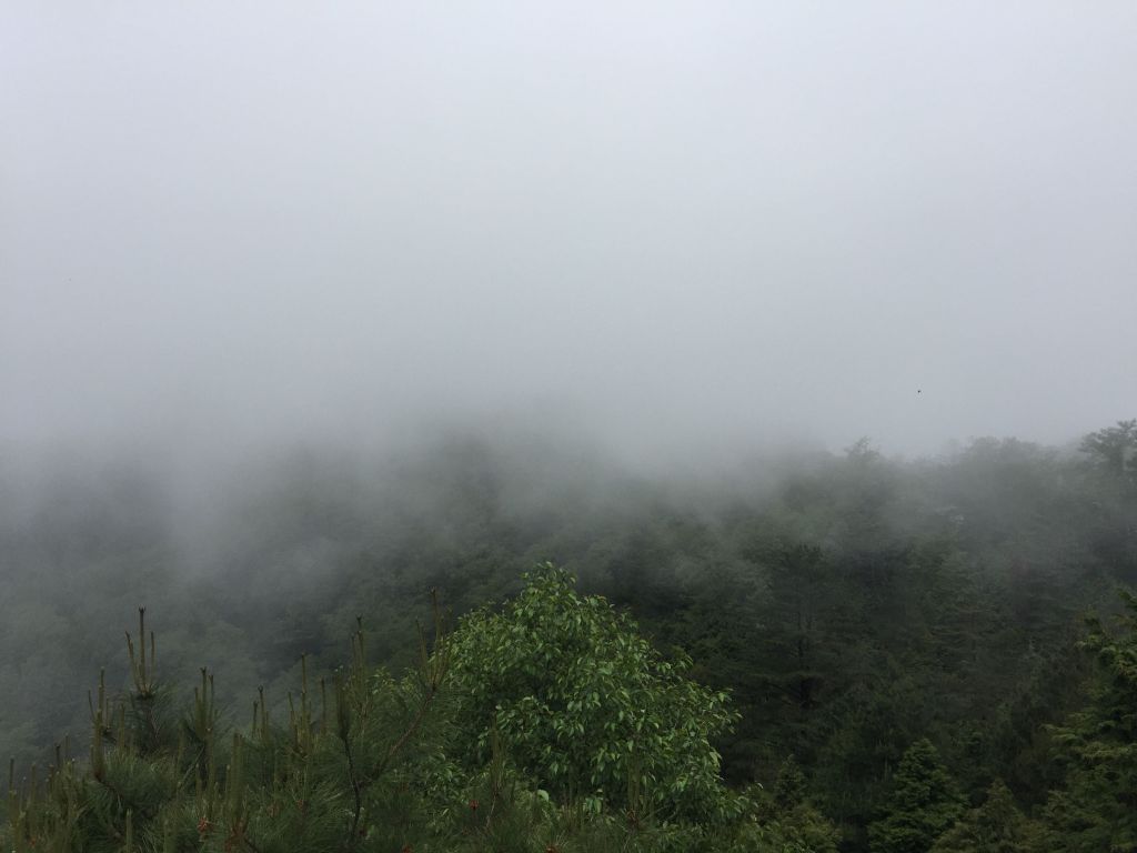 雲霧步道_131567