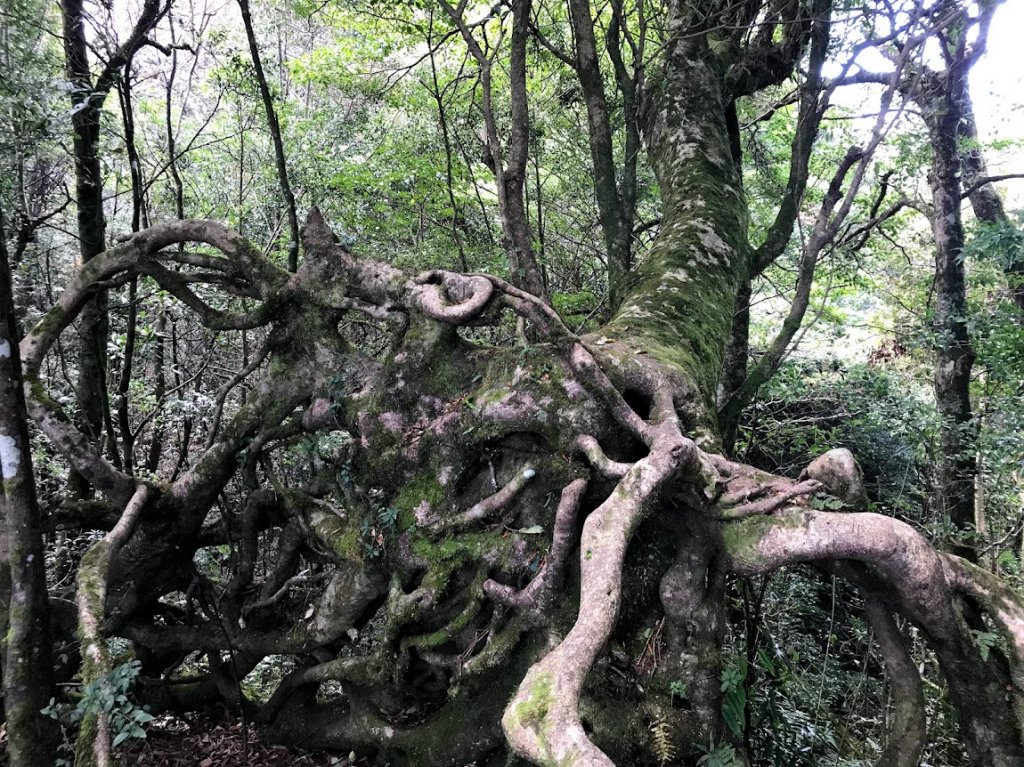 內鳥嘴山賞山毛櫸順遊北得拉曼巨木步道神木群20181107_1964078