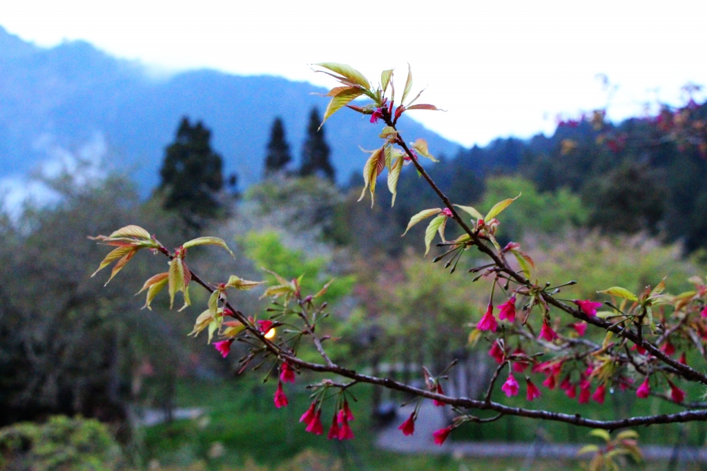 阿里山櫻花 唯美詩韻 ~ 高山+鐵道+神木+湖水 ..._265548