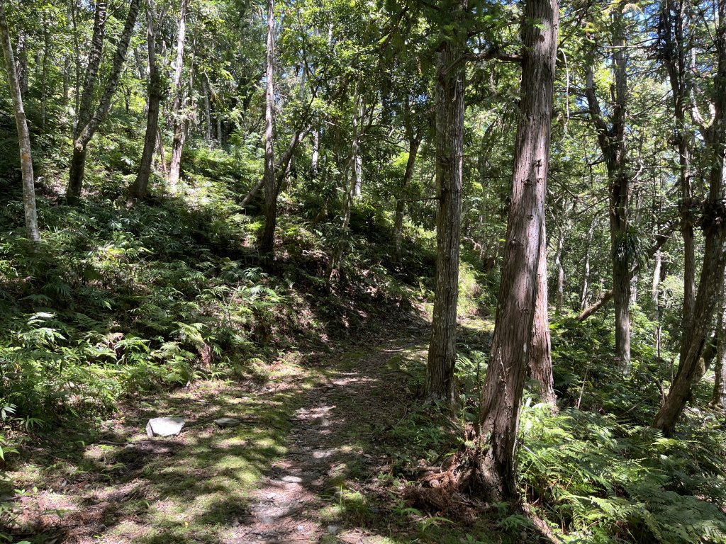 [玉山尋寶任務-03/12] 2025_0810 瓦拉米步道_2857749