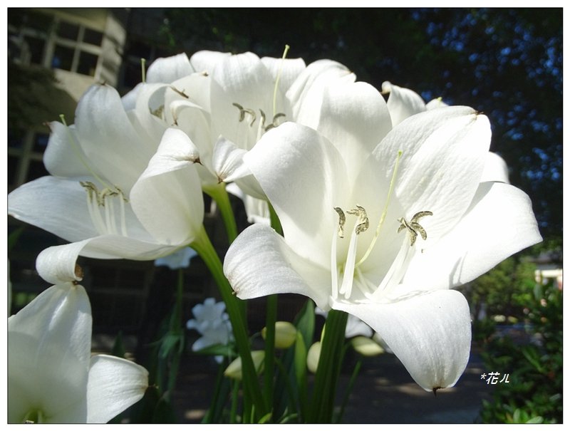 夏日香殊蘭的花開_2180064