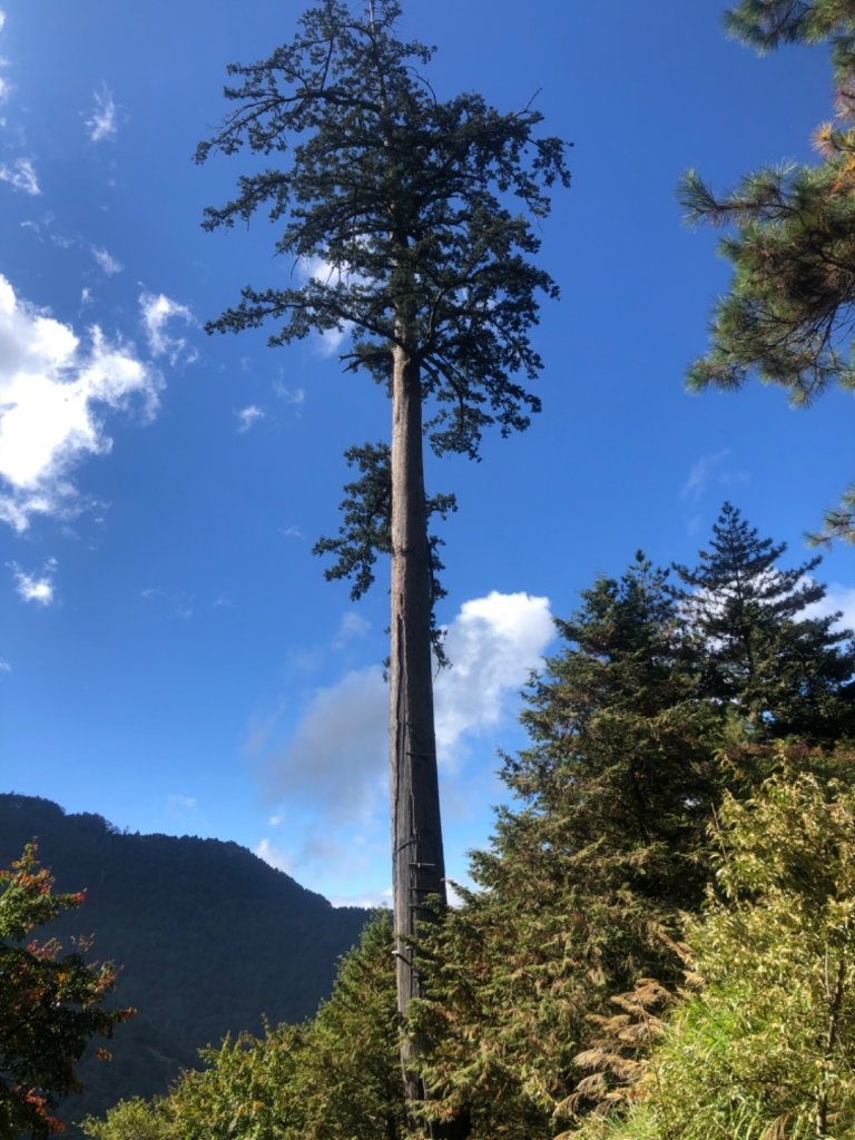 雪山西稜+大安溪神木_753087