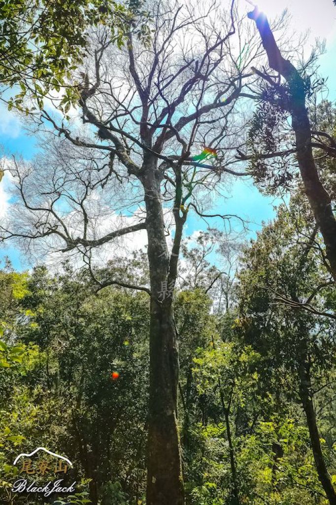 學霸同行尾寮山_295289