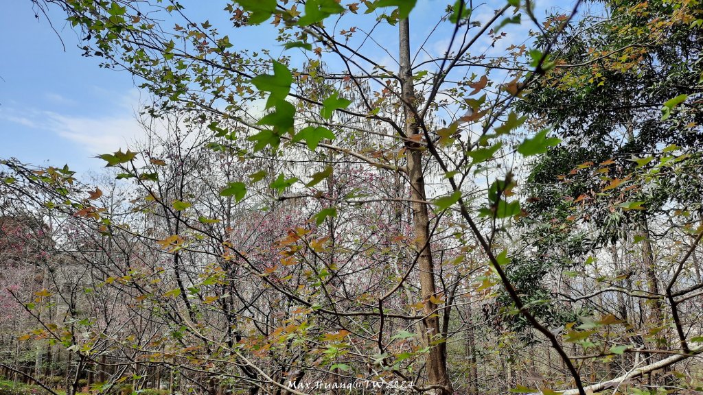 《台中》漫櫻飄舞｜后里泰安櫻花季健行20240225_2436841