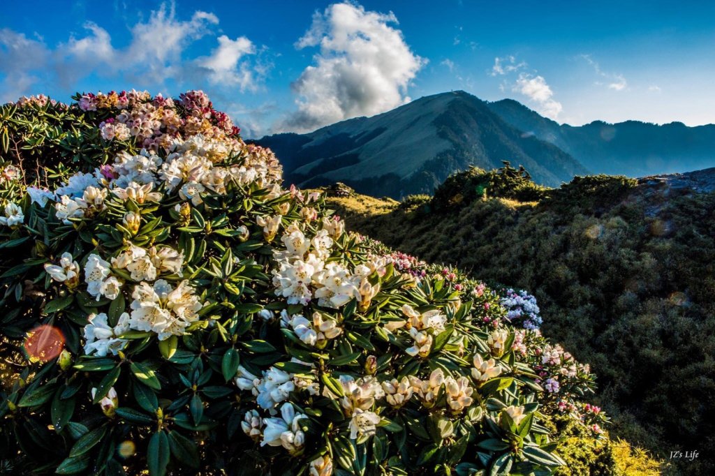 合歡山賞花_574687