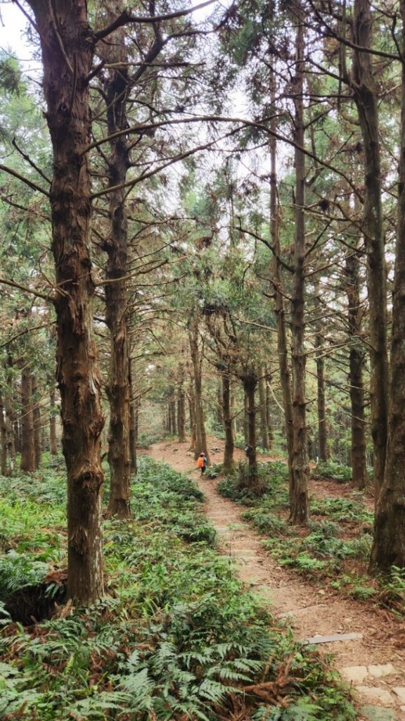 【中級山縱走】最美中級山，鳶嘴西稜縱走（鳶嘴山，醜崠山，長壽山）_2741397