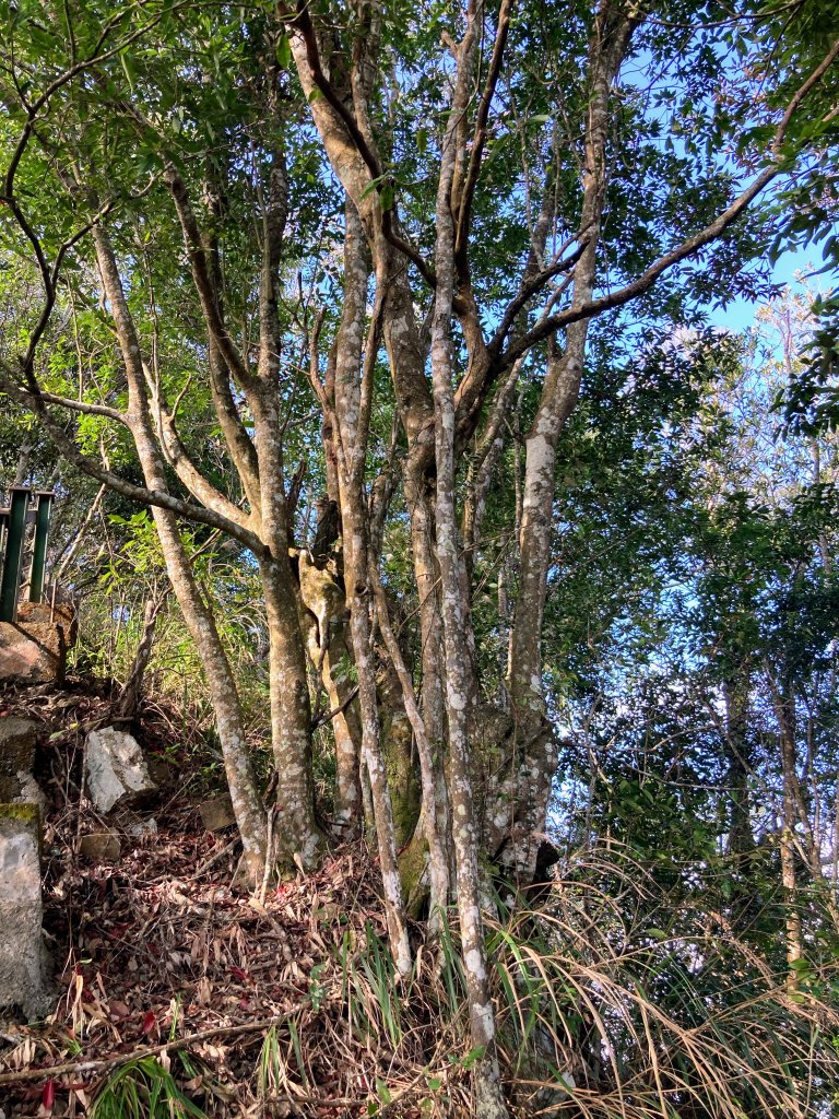 後尖山步道_2683606