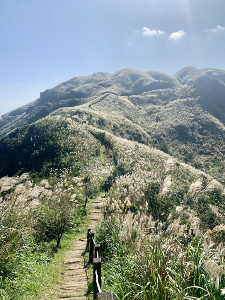 半屏山賞芒花封面圖