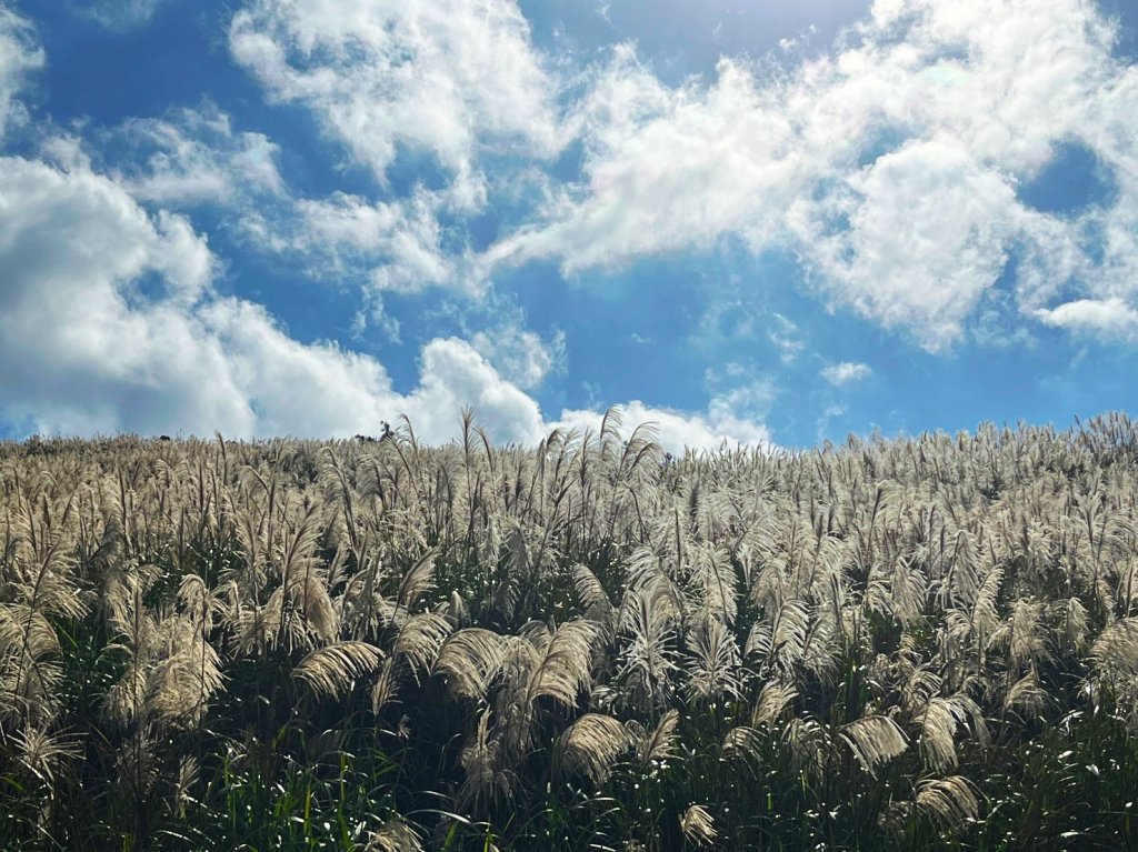 愛在秋芒紛飛時...五分山_2353736