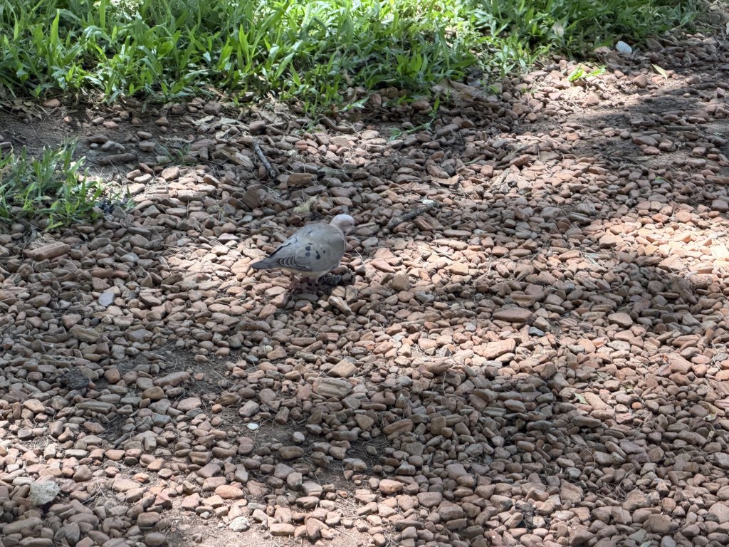 [紐約馬之行-59] 2025_1114 卡洛斯·泰斯植物園-上_2953914