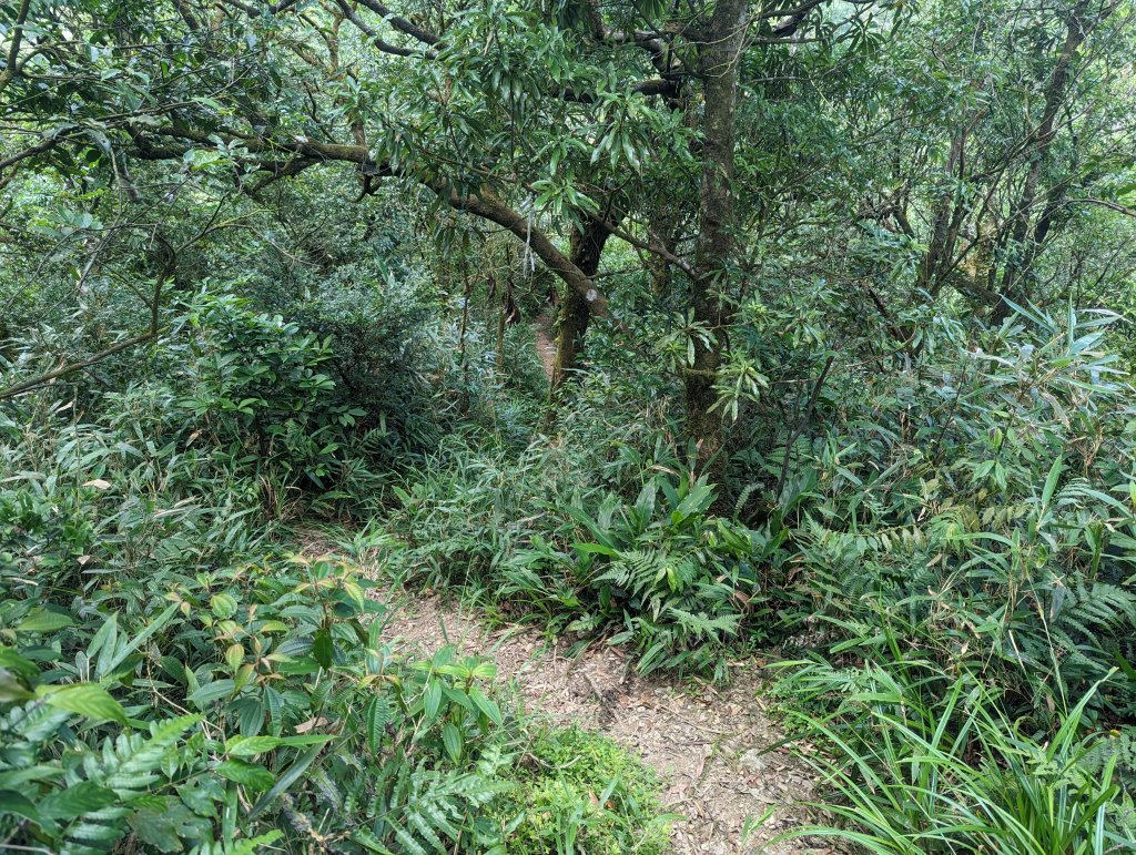 聖母登山步道（抹茶山）。三角崙山(小百岳)。巴唐古道_1800618