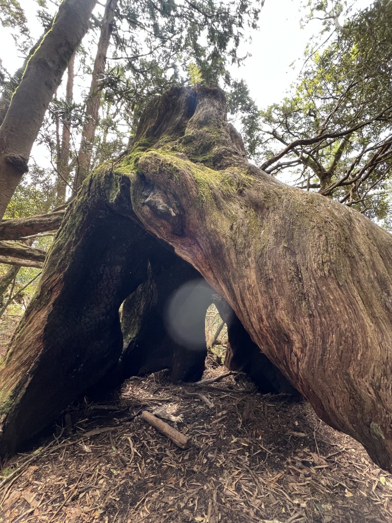 ~  塔  曼  山  ~_2782804