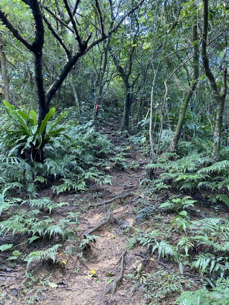 2023/12/14 碇內尖山 龍門山 五分山 淡蘭古道中路_2399791