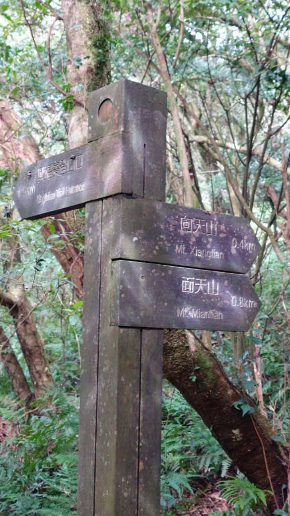20260125 陽明山前後山健行(無極天元宮~山仔頂步道.向天池.向天山.面天山.二子坪)_2998006