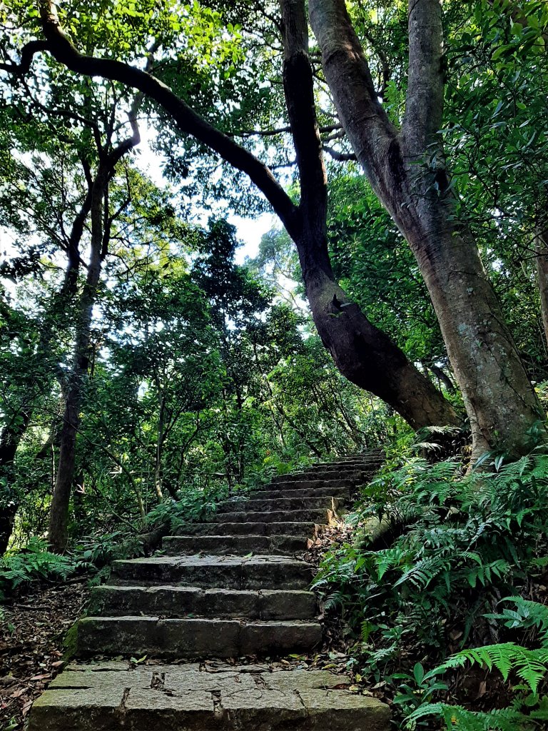 發現陽明山｜天母古道、擎天崗環形步道_1900939