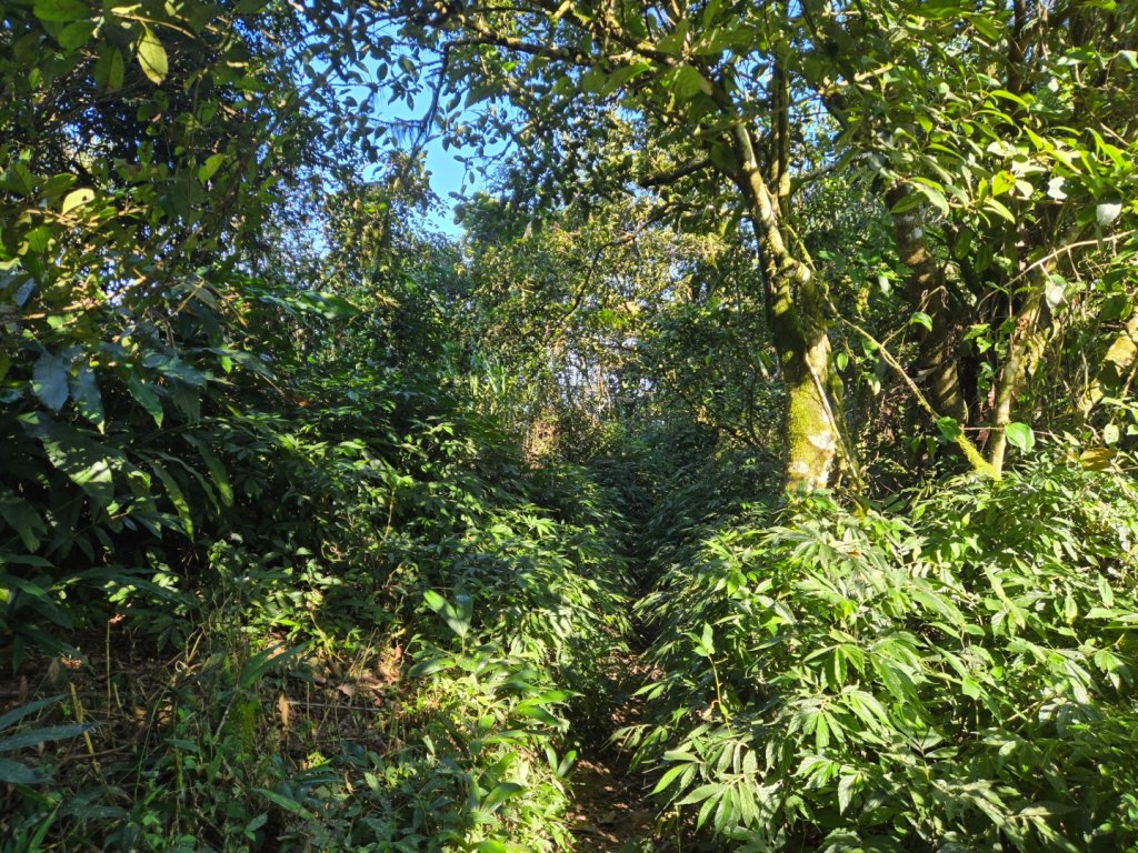 九龍山連走大凍山_2955714