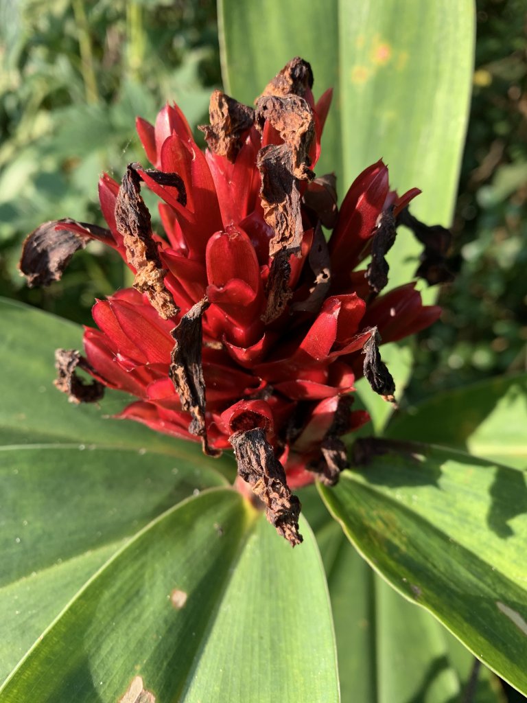 20231111台南烏山縱走_2354160