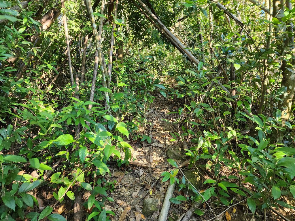 20231105拉號山嘎色鬧山榮華山_2375838