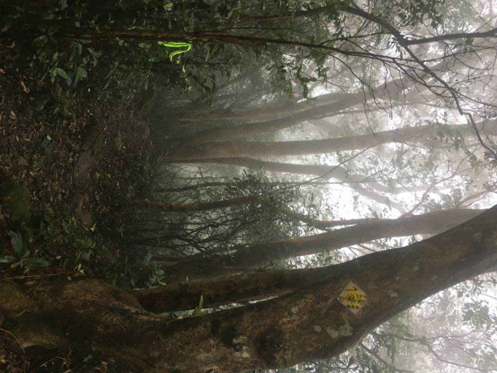 頭寮山o(慈湖、秘密花園咖啡☕️_2648988