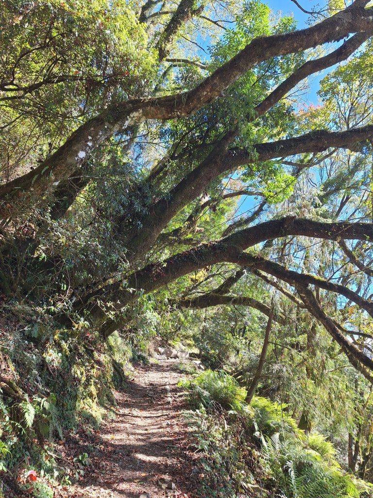 石山引水道20251211_2959536