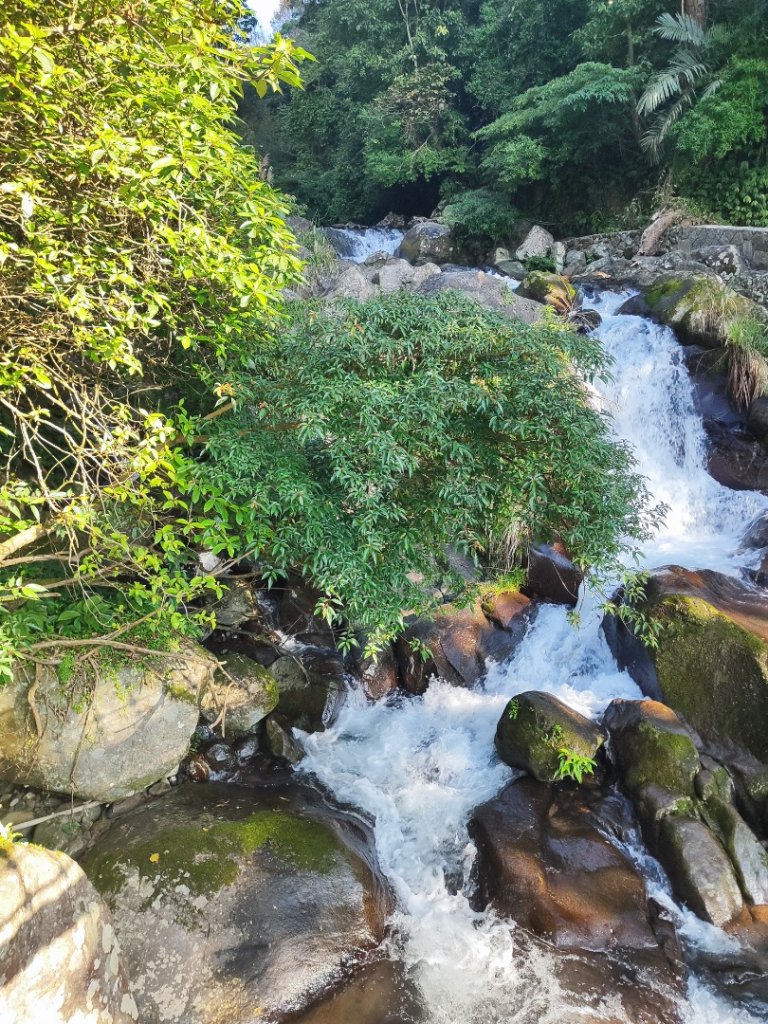 草山觀瀑吊橋-百年楓香巨木-草山水管支線-大屯瀑布-小隱潭瀑布_2982759