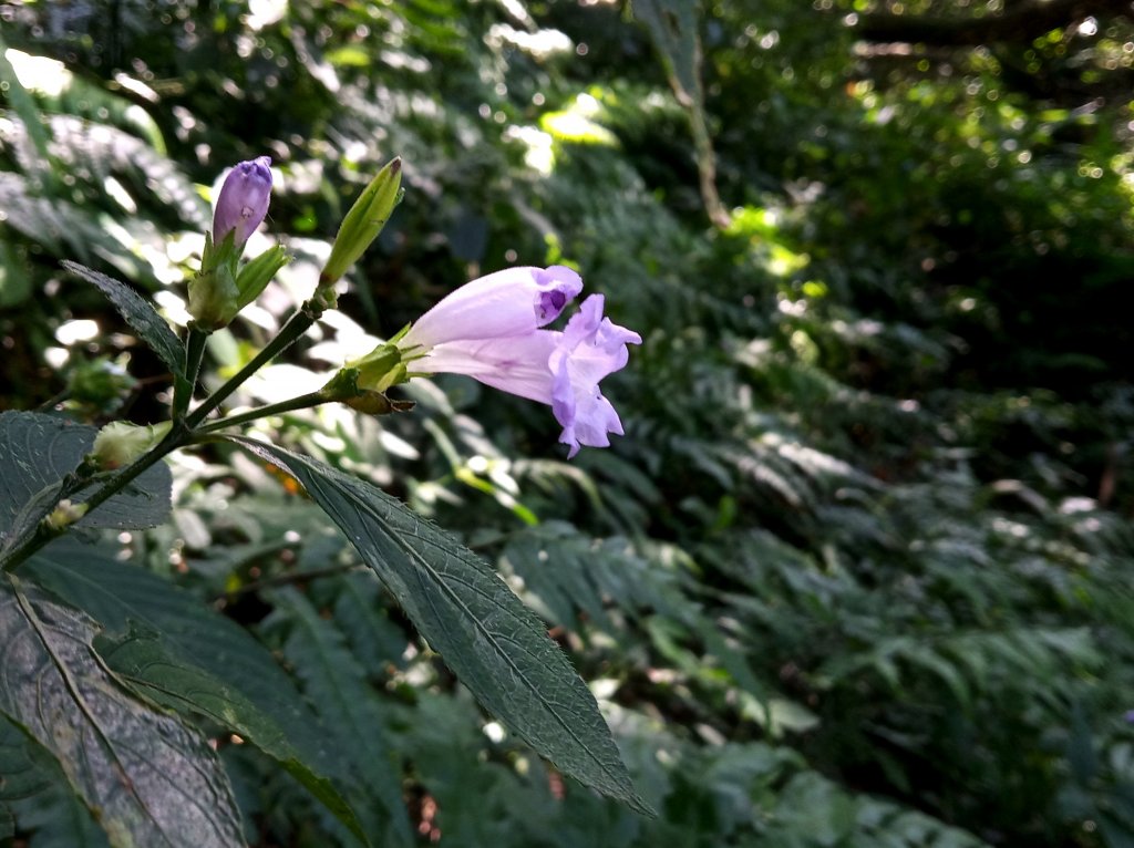 大屯主峰秋芒_418264