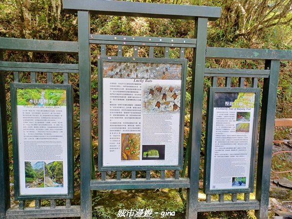 【花蓮秀林】台灣百大必訪步道。 白楊步道_2230640