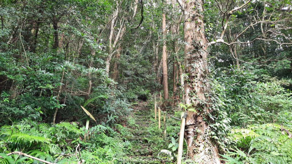 《苗栗》關刀出關｜三義關刀山出關古道(聖關段-苗56)20250905_2878782