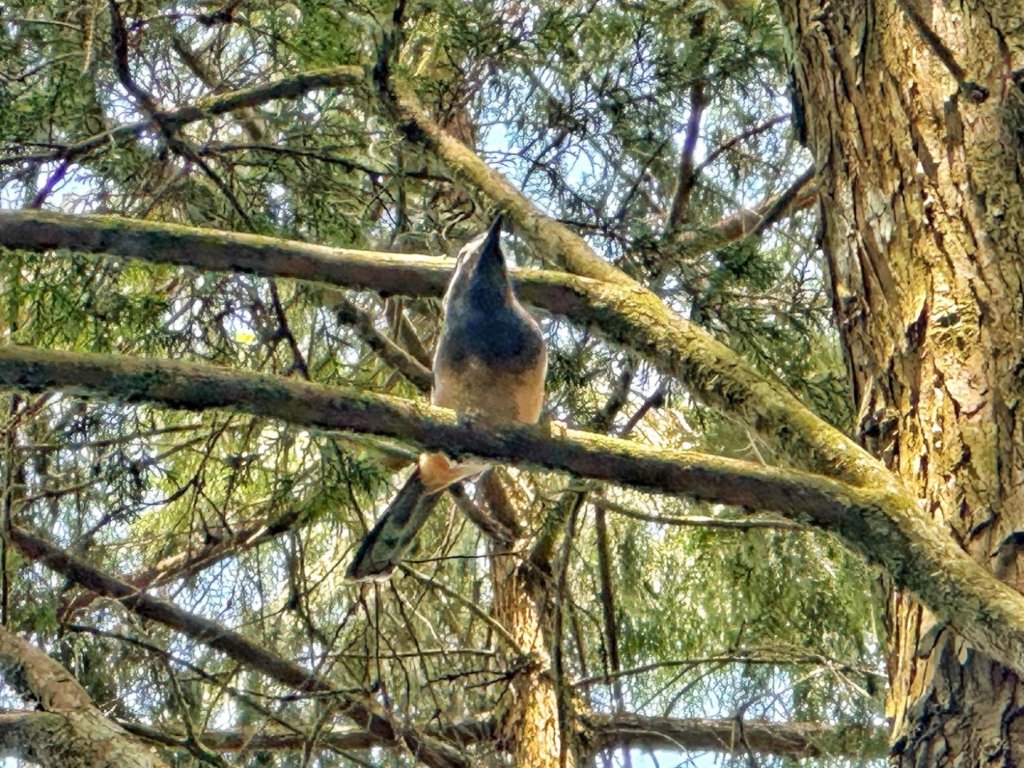 溪頭天文台 空中走廊 神木林道 賞鳥步道_2486096
