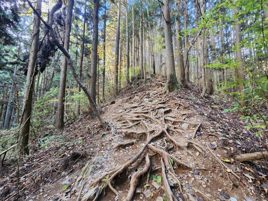 20251127陣馬山至高尾山_2959067