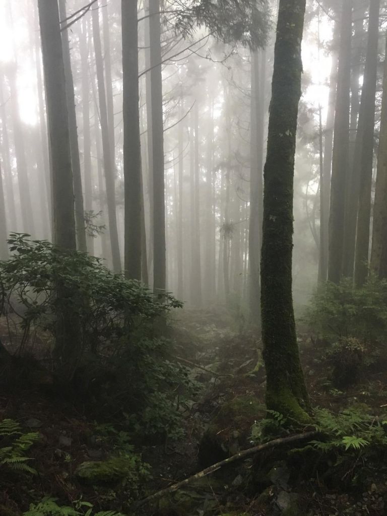 觀霧檜山巨木森林步道_171744