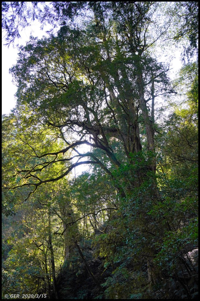 全台最大的紅檜森林 ~ 拉拉山巨木群_885533