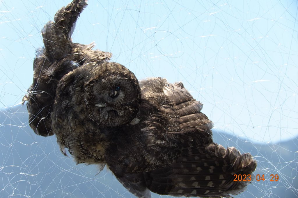 南投 仁愛 武法奈尾山_2133722