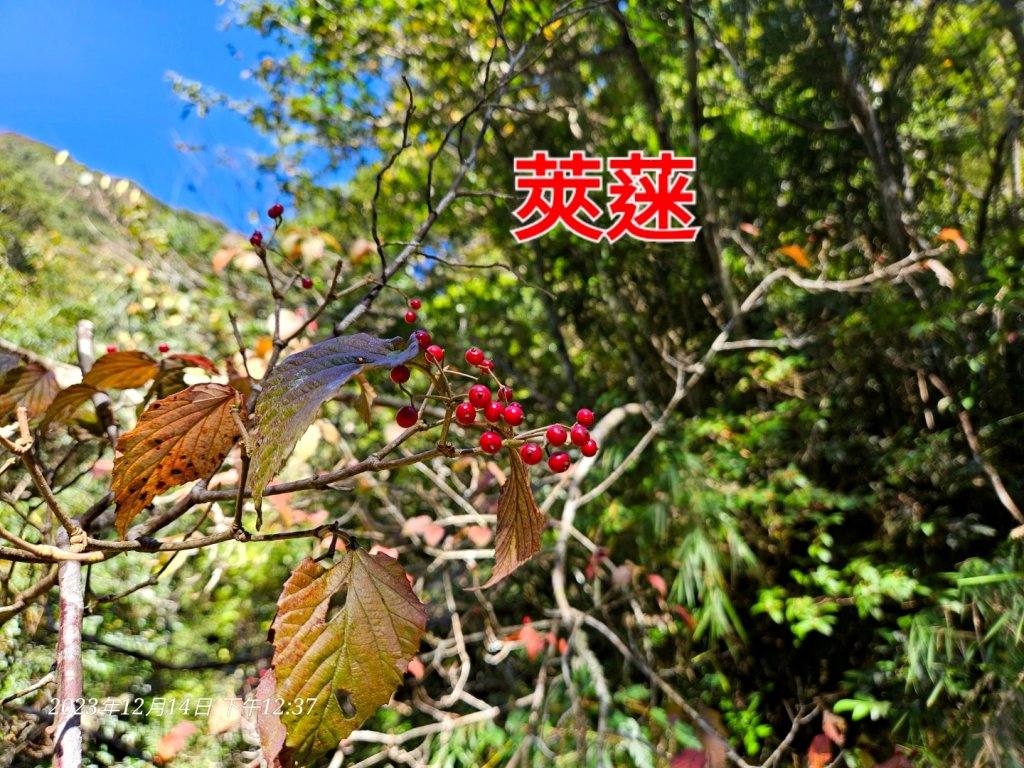 新竹尖石蓮包山+鴛鴦谷鰻潭瀑布O型走_2379163