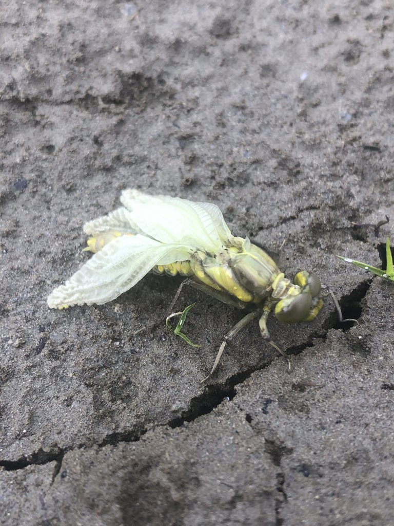 散落的珍珠-加羅湖_1387446