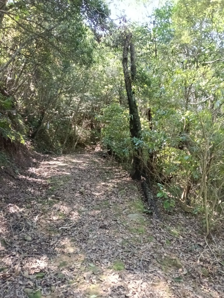 橋板湖山+梗枋山(大溪車站-龜山車站)_2750089