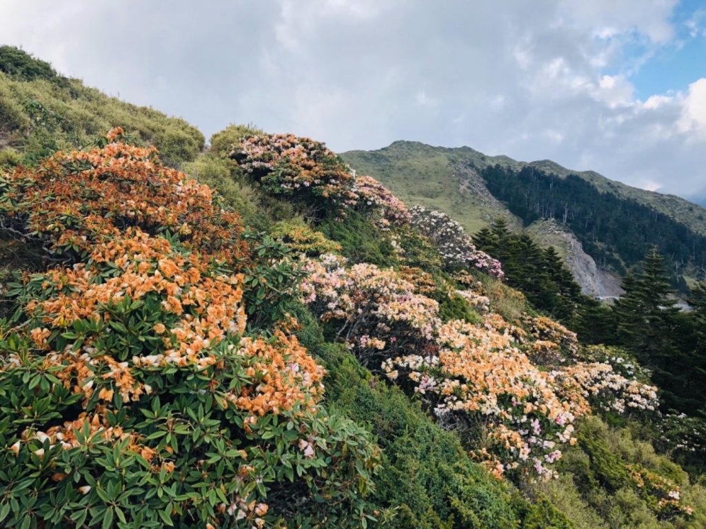 1080511石門山杜鵑花_583451