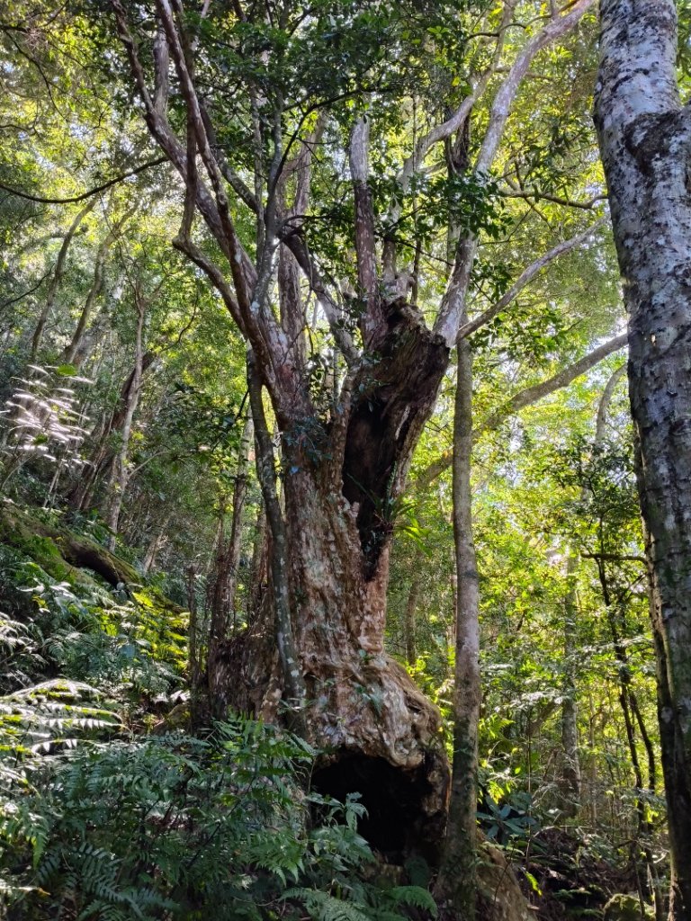 貴妃那結P 型縱走1131012_2621923