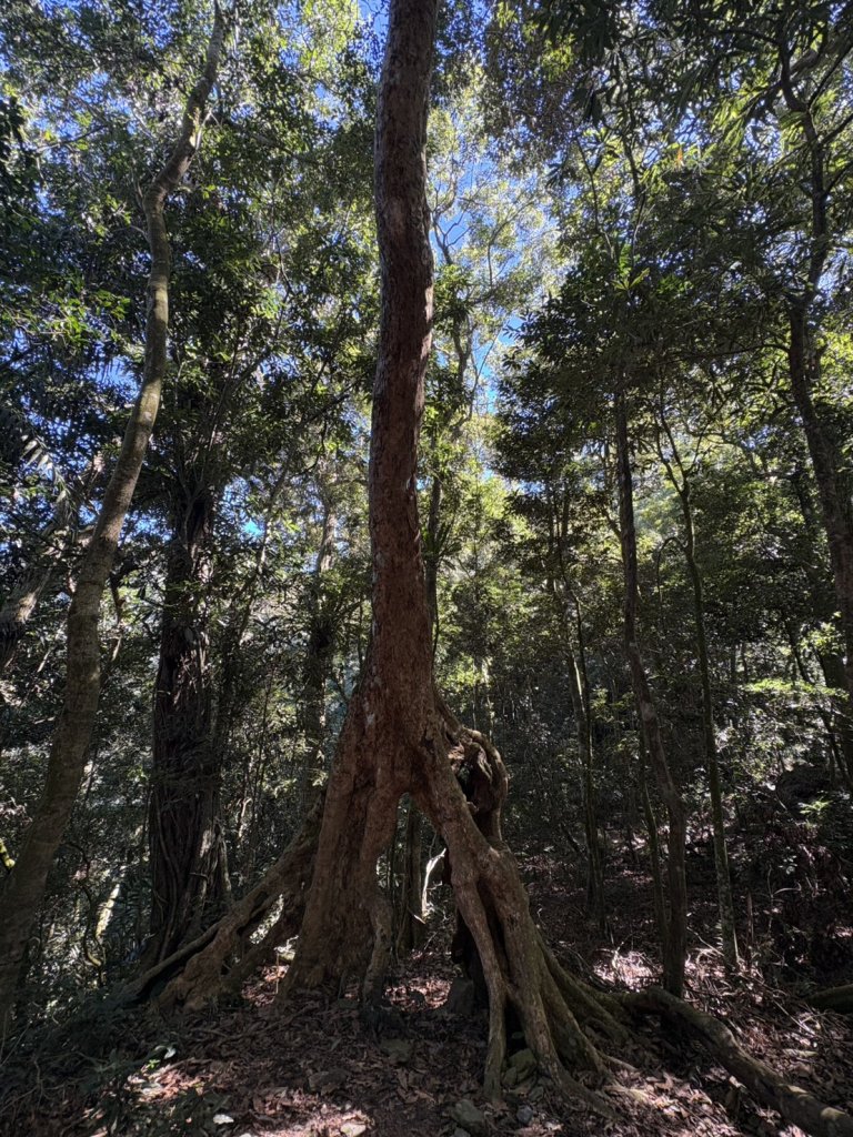 20251116鳴海山、網子山登山步道_2938431