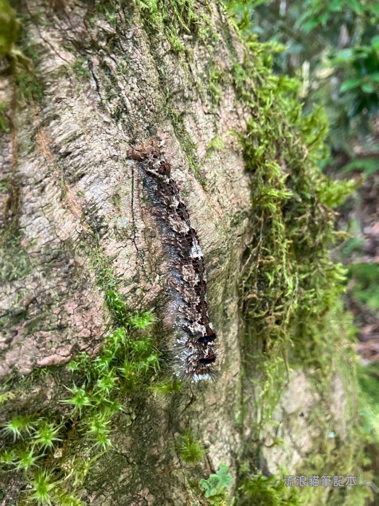 【佐米縱走】走進迷霧森林尋找千歲神木，參加一場巨木群的盛宴_2888761