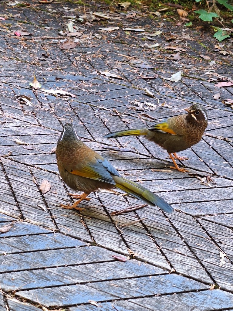 一日眠月線20250112_2688140