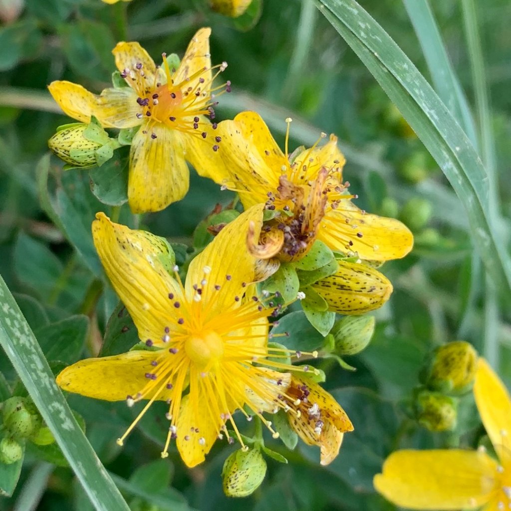 TMB 「環白朗峰步道」健行_655239