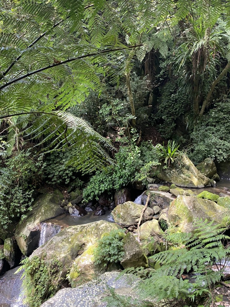 《十八份水圳步道 × 草山觀瀑吊橋 × 大屯瀑布 × 小隱潭瀑布｜陽明山夏日消暑健_2856068