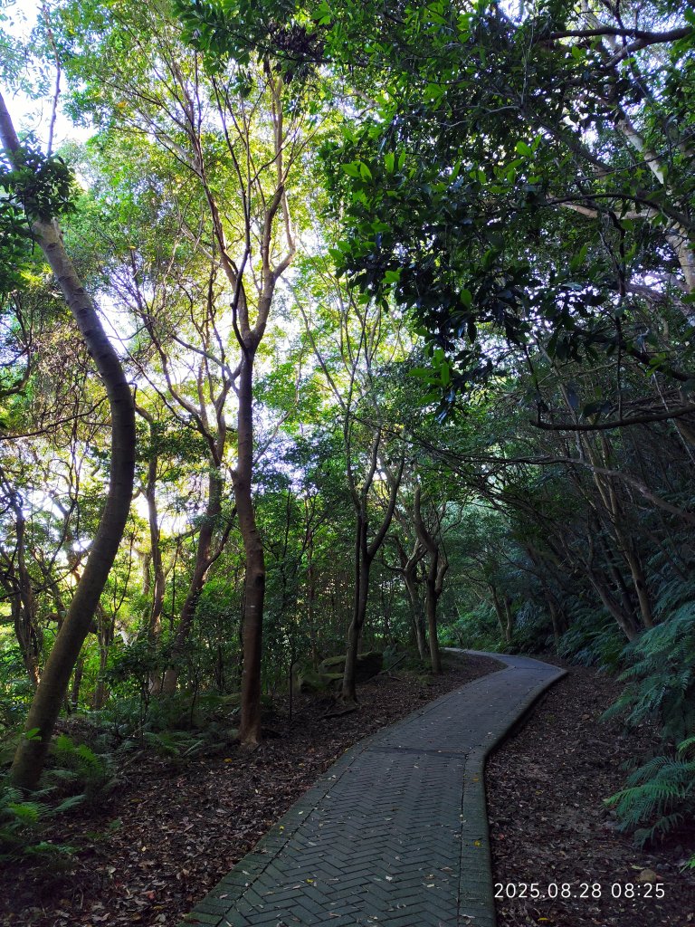 翠山步道、大崙頭尾山親山步道【臺北健走趣】_2874301
