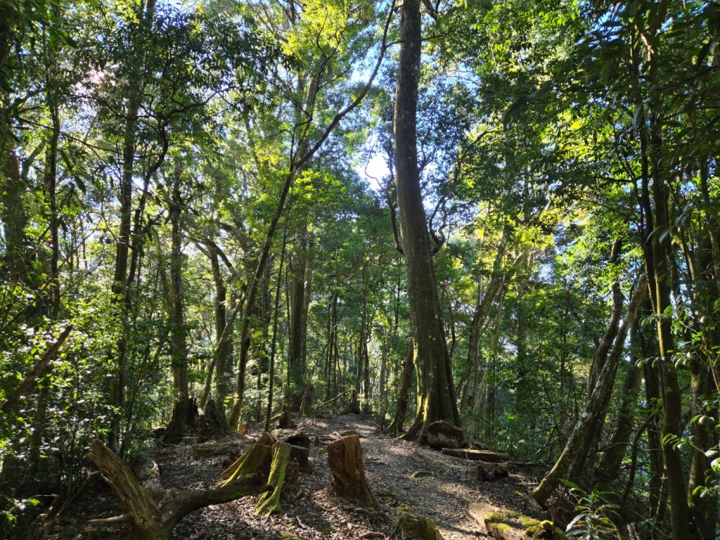 屋我尾山（谷關七雄）_2664168