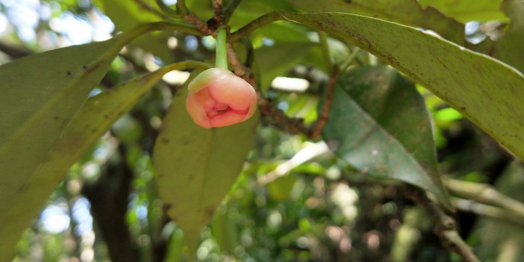 202102 三峽動物縱走小O繞_1278916